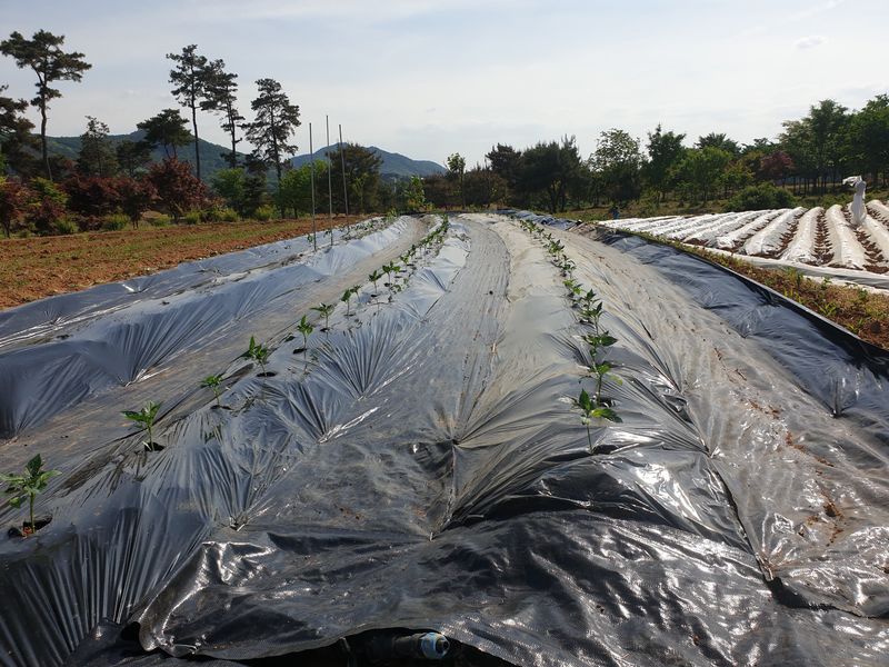 이화열님의 장터 구매 후기 썸네일
