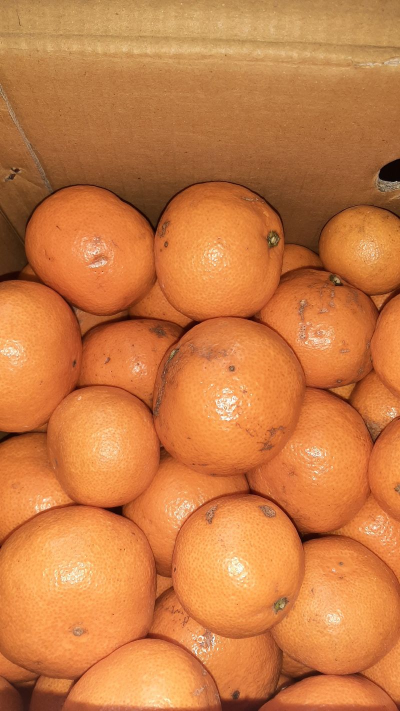 늘푸른님의 장터 구매 후기 썸네일