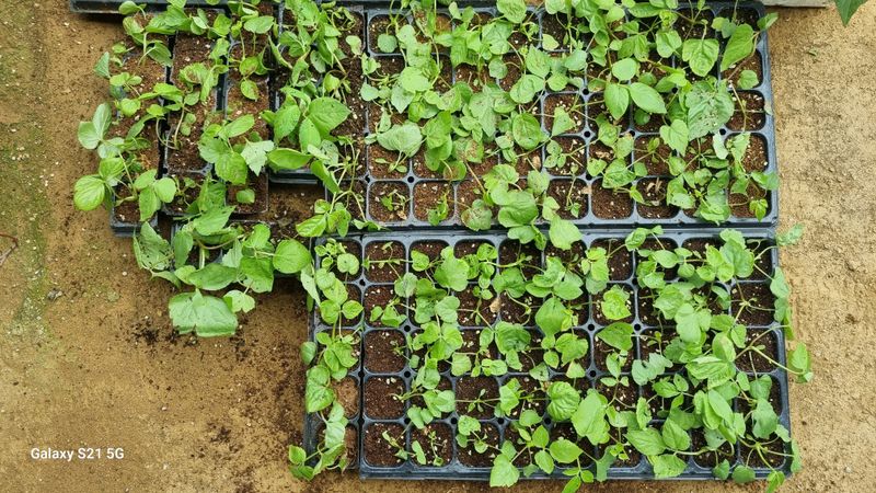 함영규님의 장터 구매 후기 썸네일