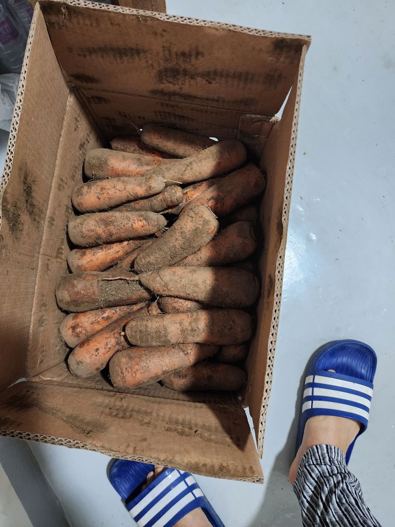 눈꽃처럼님의 장터 구매 후기 썸네일