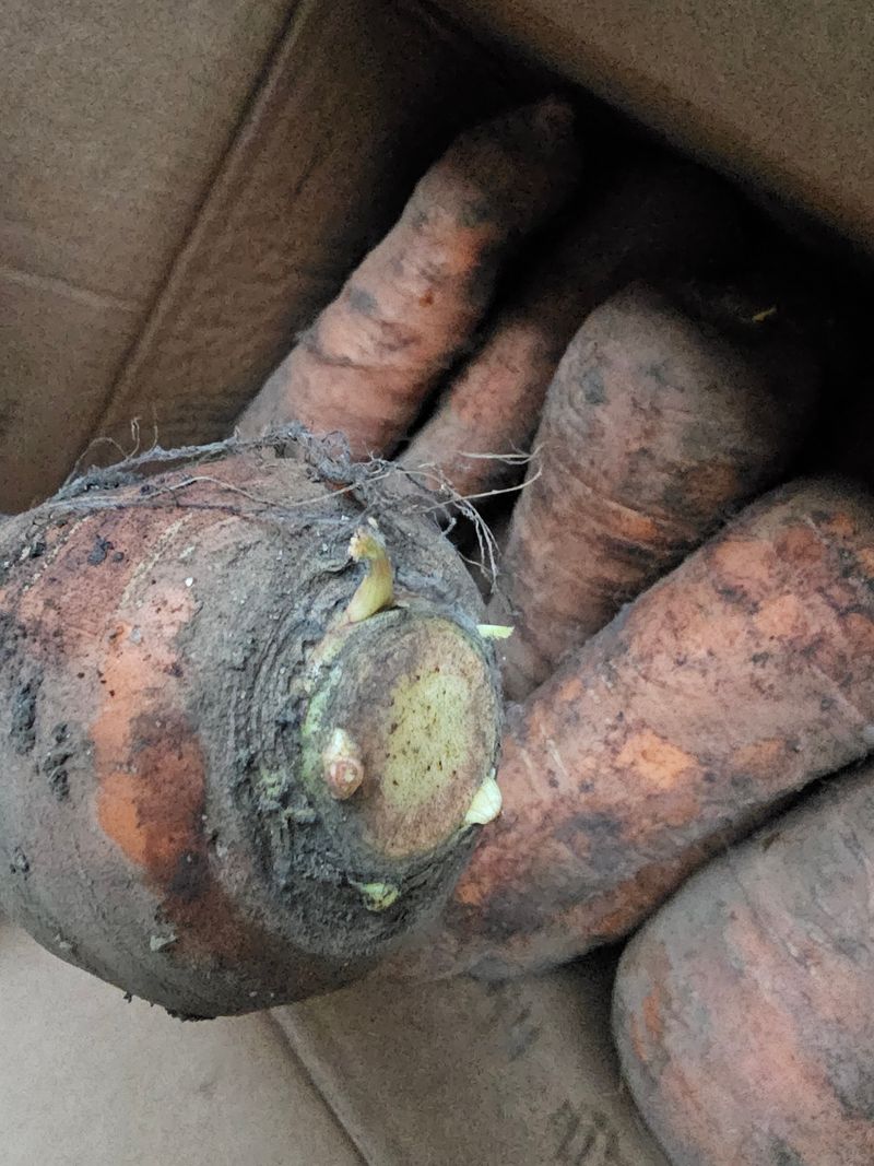 farmer님의 장터 구매 후기 썸네일