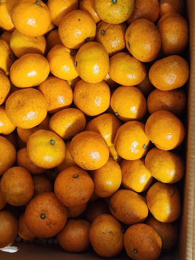 살아계신주님의 장터 구매 후기 썸네일