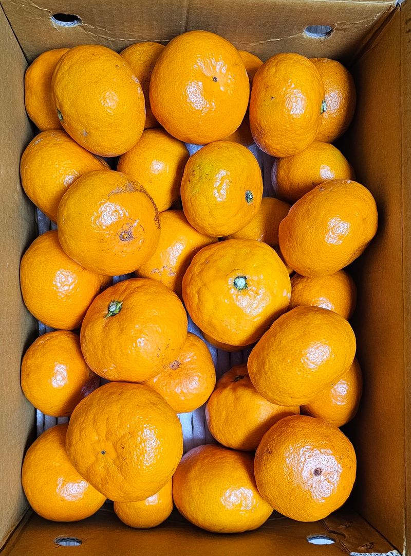 부천역곡 정병호님의 장터 구매 후기 썸네일