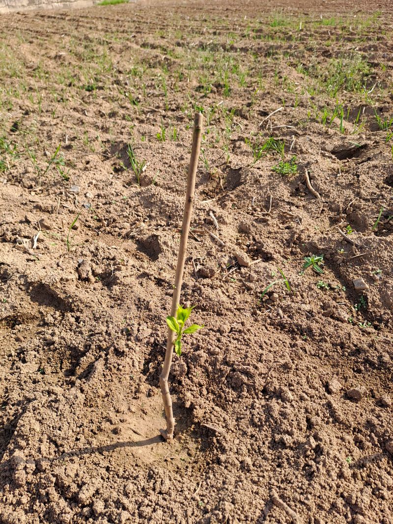 마늘12109님의 장터 구매 후기 썸네일