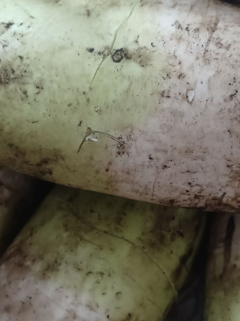 유영옥님의 장터 구매 후기 썸네일