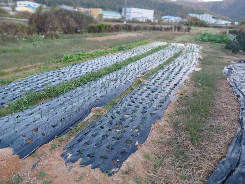 옥동7님의 장터 구매 후기 썸네일
