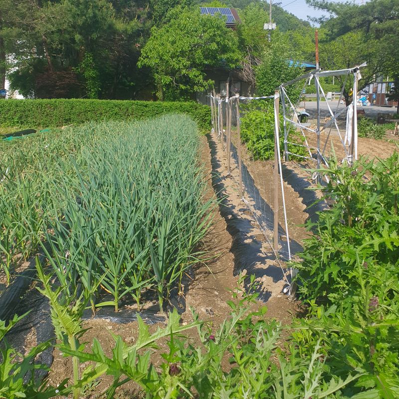 가평규남터밭농사님의 장터 구매 후기 썸네일