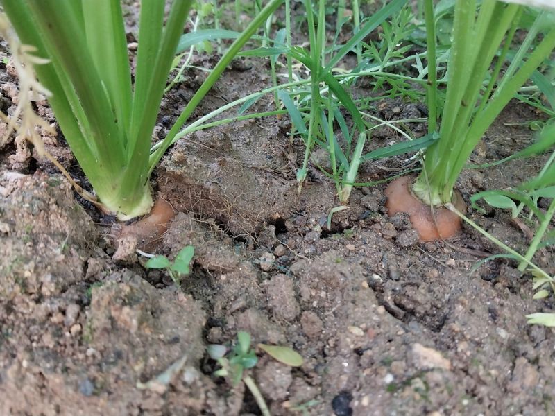 이친구님의 장터 구매 후기 썸네일