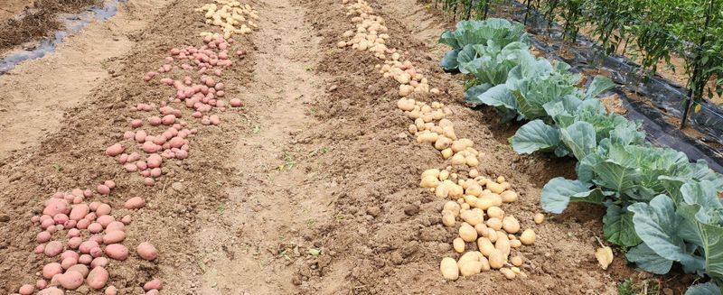 덕포킴님의 장터 구매 후기 썸네일