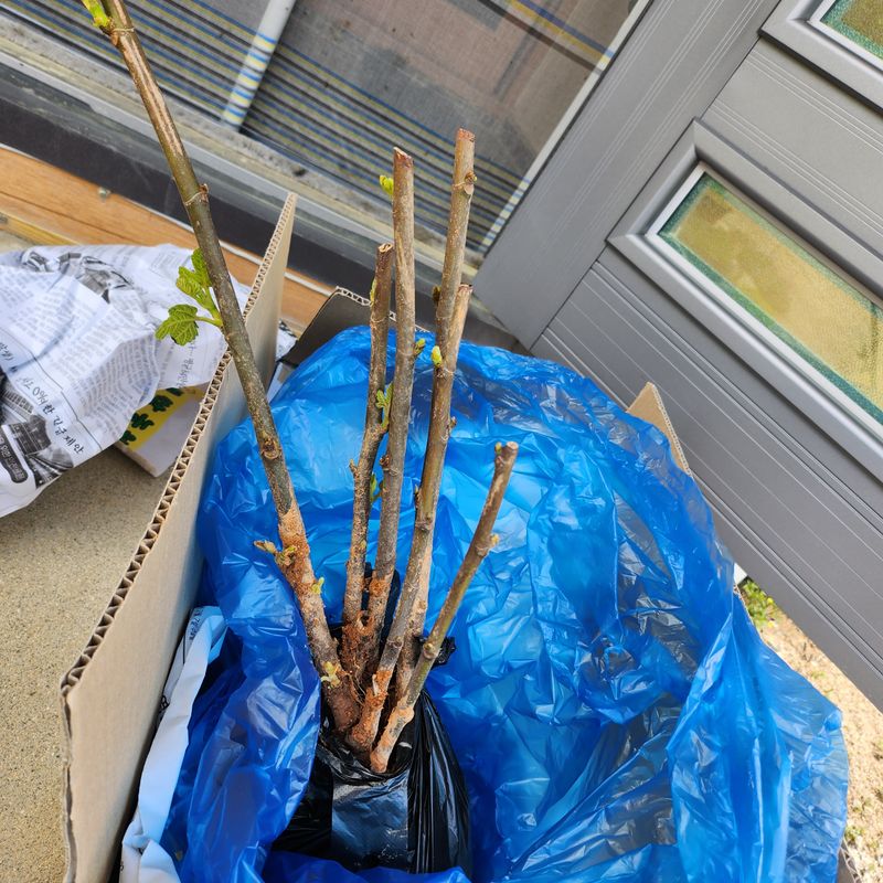 약초를사랑한짱아줌마님의 장터 구매 후기 썸네일