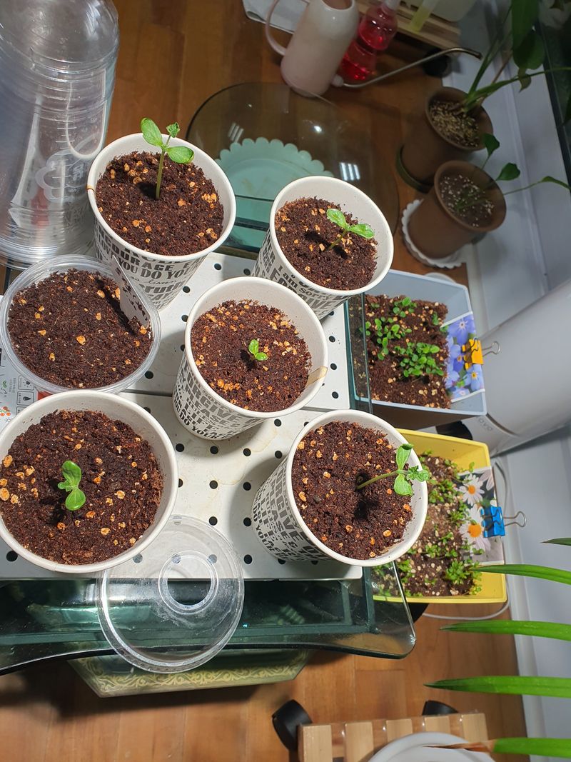 뮤M즈님의 장터 구매 후기 썸네일