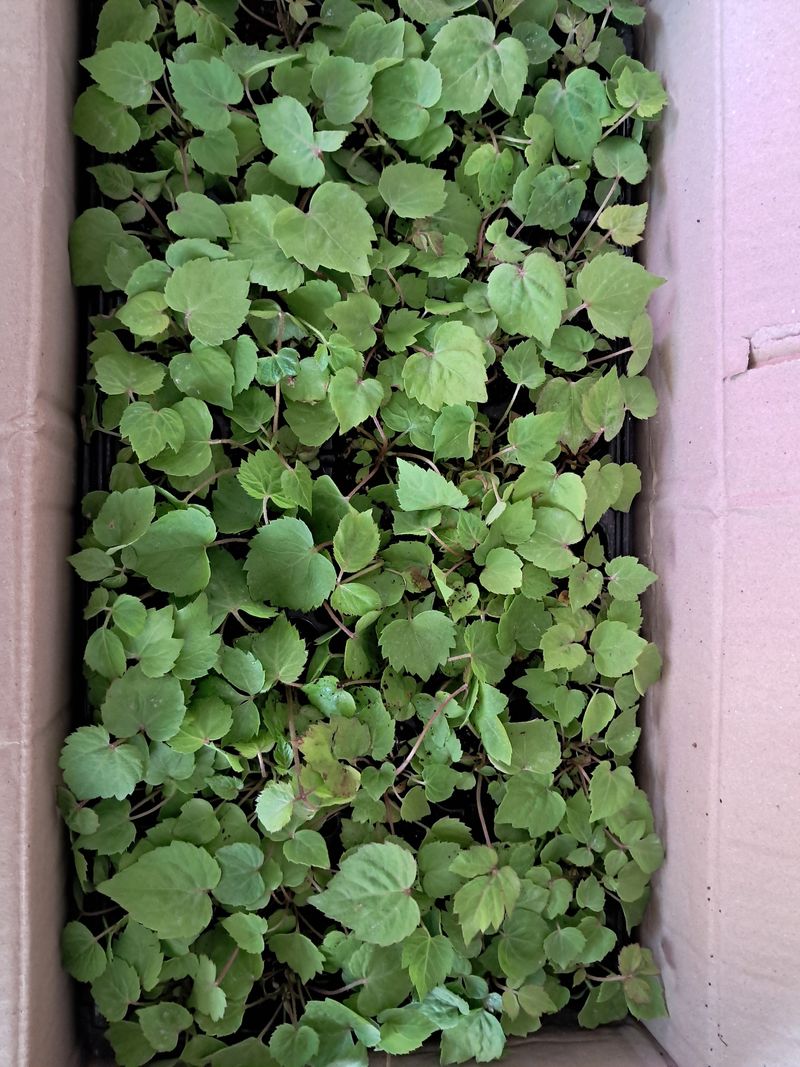 관우성님의 장터 구매 후기 썸네일