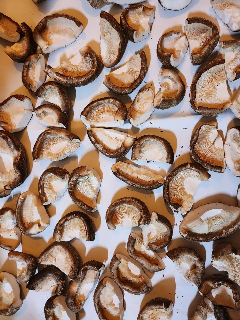 임부자님의 장터 구매 후기 썸네일