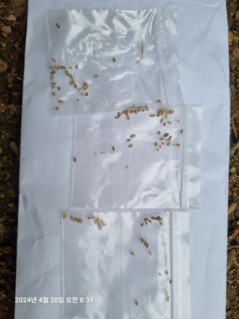 관심만있는님의 장터 구매 후기 썸네일