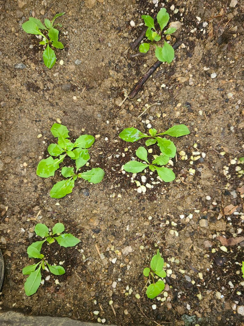하우리님의 장터 구매 후기 썸네일
