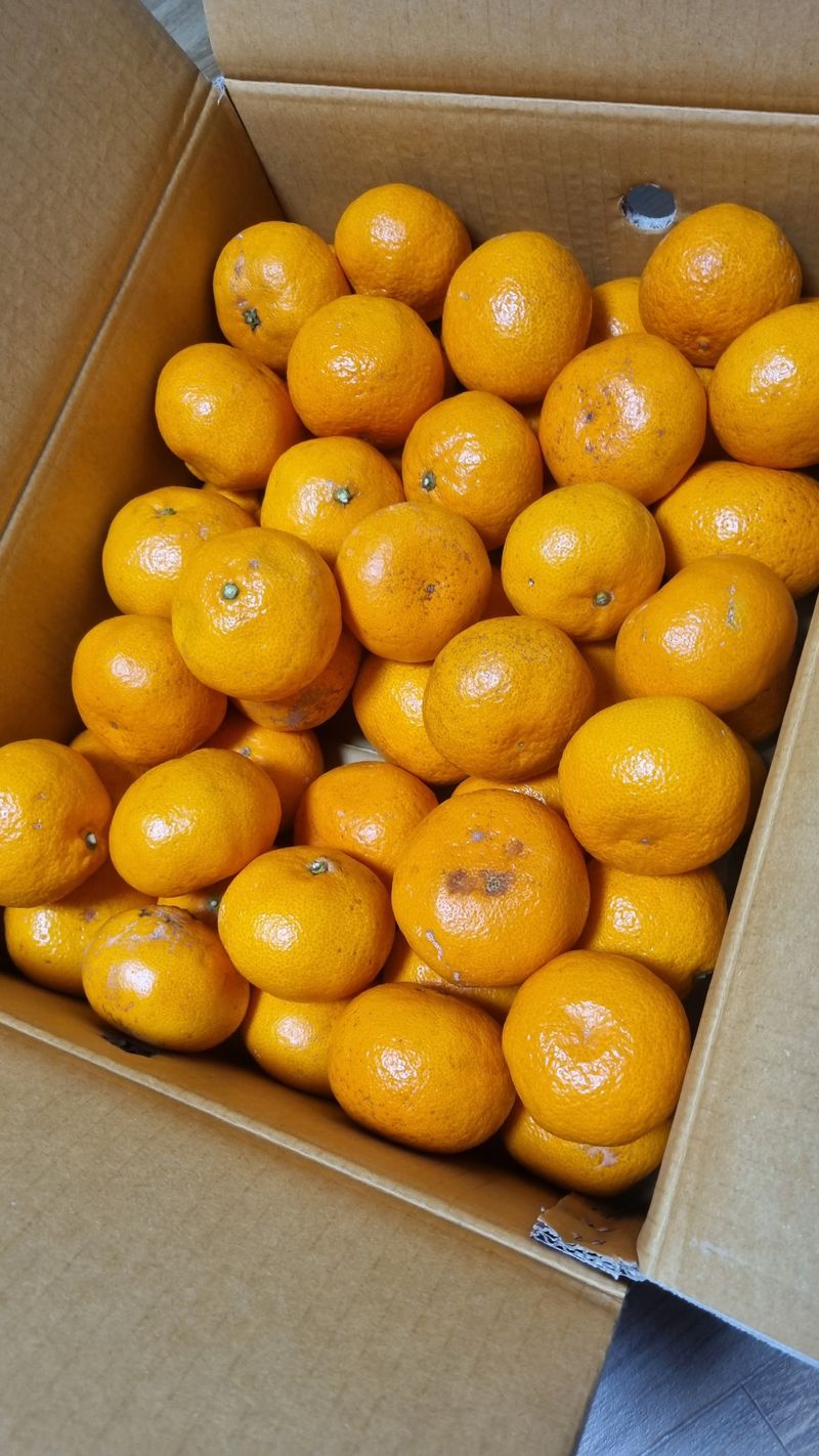 귀족 서리태  농부님의 장터 구매 후기 썸네일