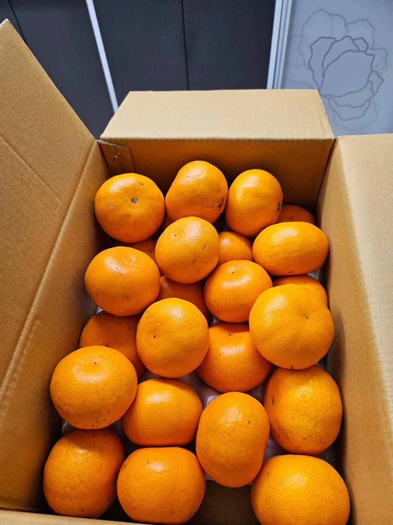 부추신랑 쪽파신부님의 장터 구매 후기 썸네일