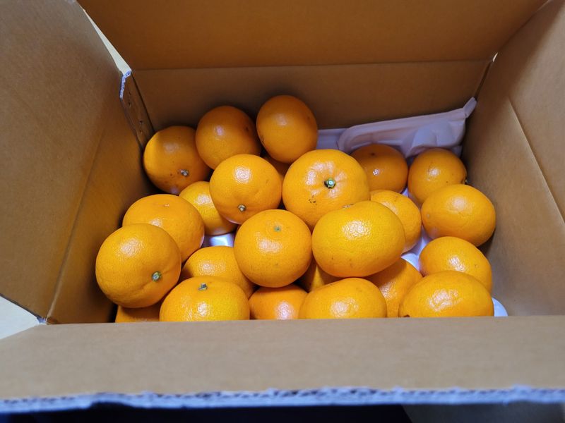 시골 초가집님의 장터 구매 후기 썸네일