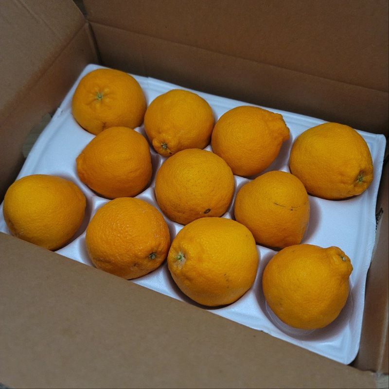 복숭아14910님의 장터 구매 후기 썸네일