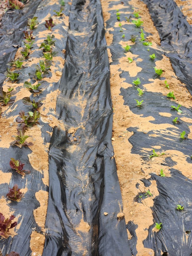 김영옥님의 장터 구매 후기 썸네일