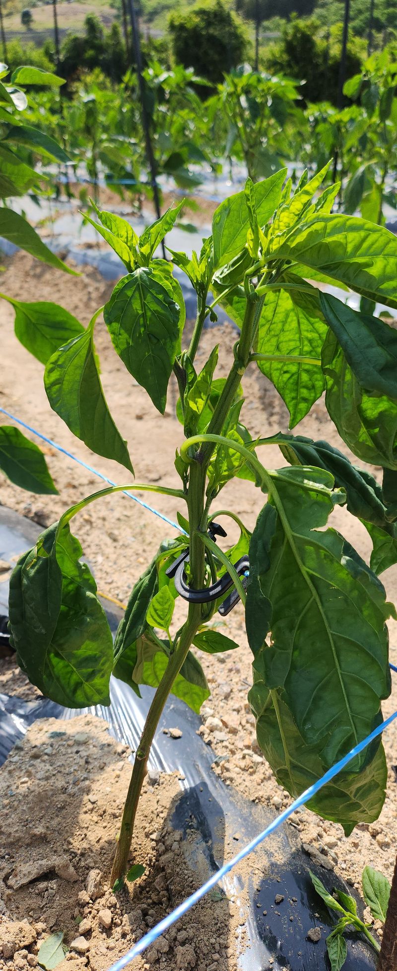 덕포킴님의 장터 구매 후기 썸네일