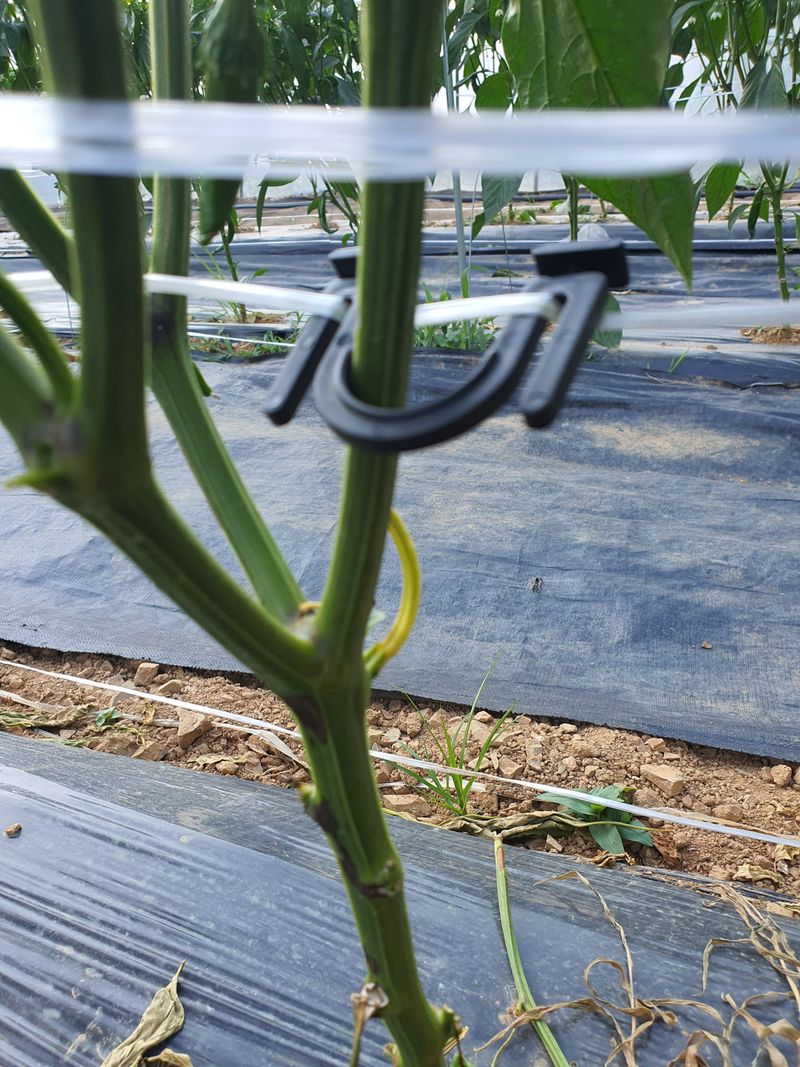 엘림농장님의 장터 구매 후기 썸네일