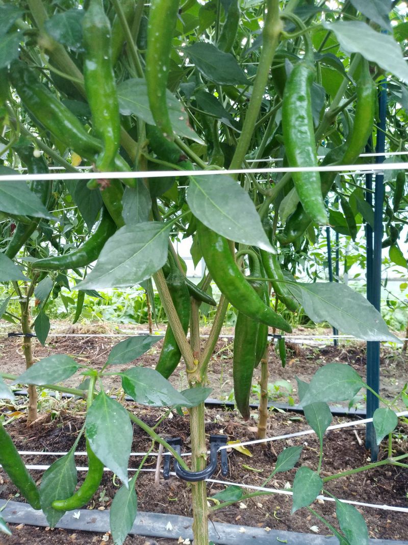 백금이네님의 장터 구매 후기 썸네일