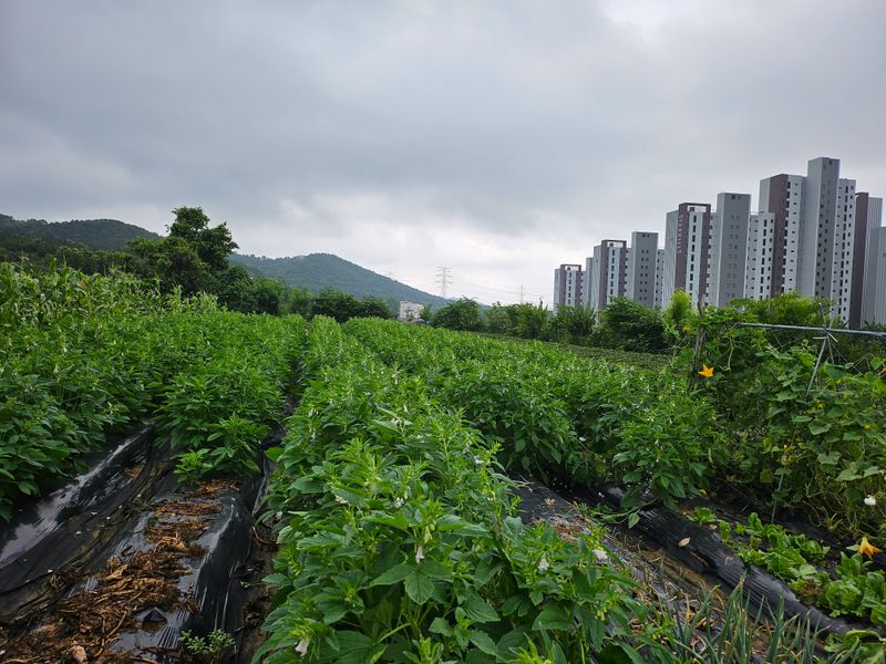 김정애님의 장터 구매 후기 썸네일