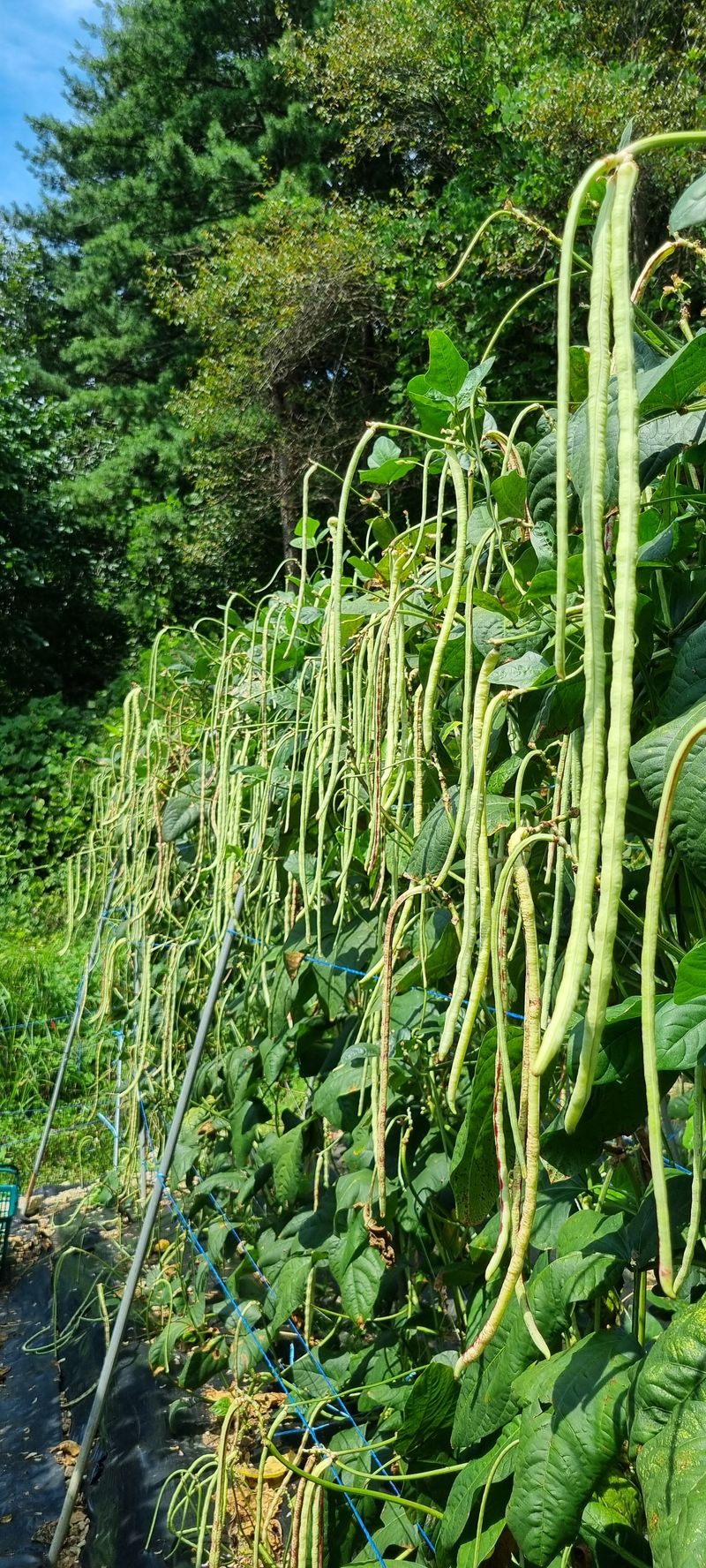 이상권님의 장터 구매 후기 썸네일
