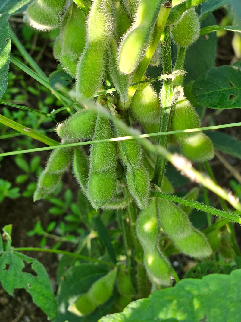 조정숙(1955)님의 장터 구매 후기 썸네일