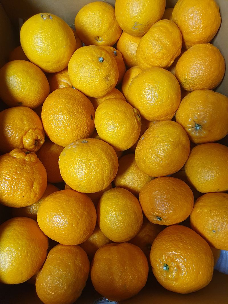 사과짱님의 장터 구매 후기 썸네일