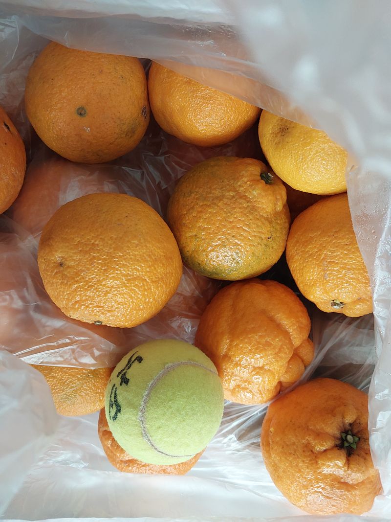 최영희님의 장터 구매 후기 썸네일