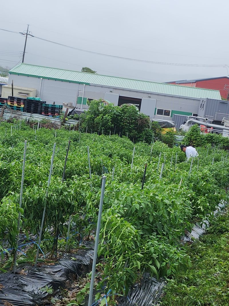 한탄강님의 장터 구매 후기 썸네일