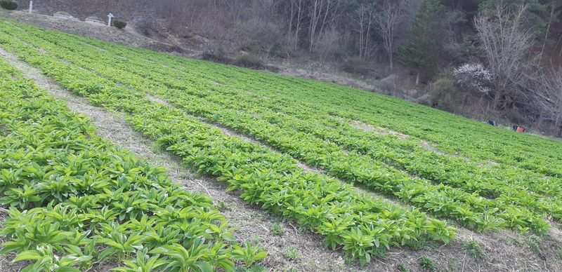 엄나무님의 장터 구매 후기 썸네일