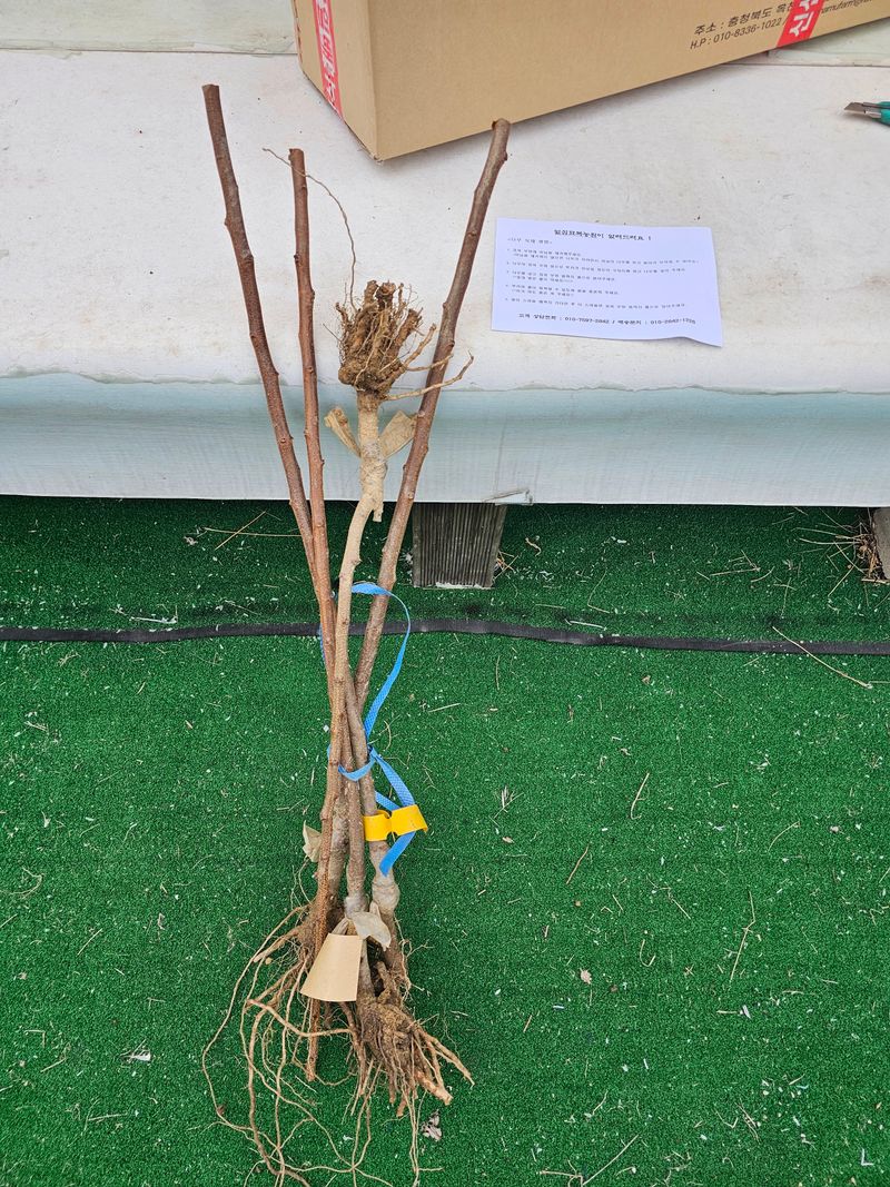 직환님의 장터 구매 후기 썸네일