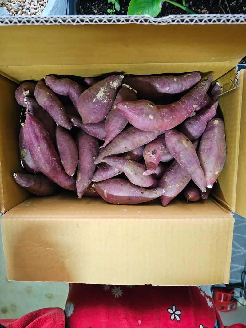 매실18400님의 장터 구매 후기 썸네일