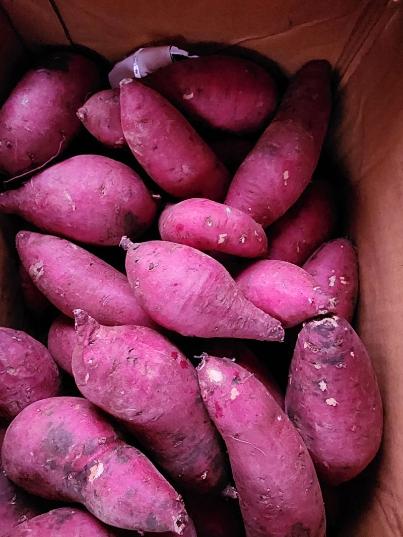 돌하루방농원(이미정님의 장터 구매 후기 썸네일