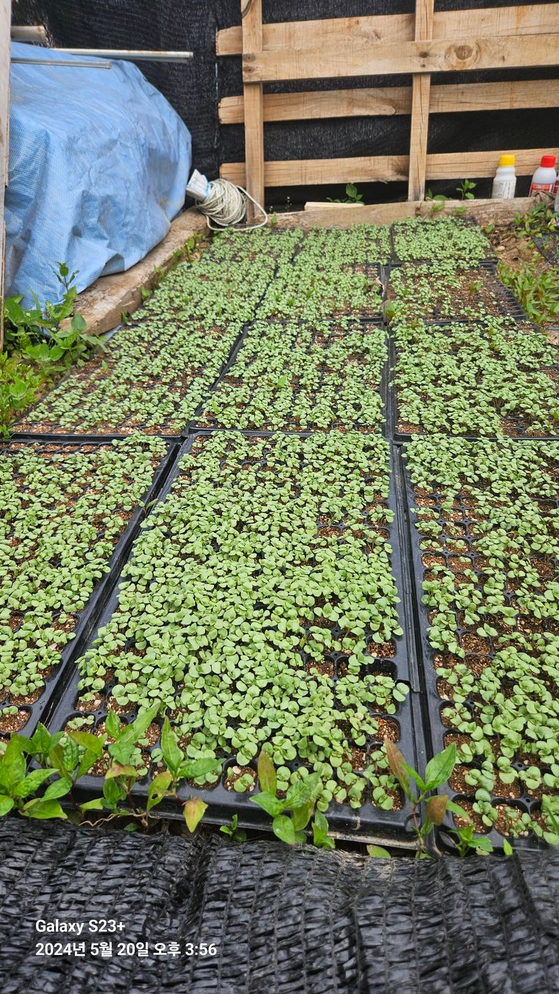 포포랑샤인에 묻혀서님의 장터 구매 후기 썸네일