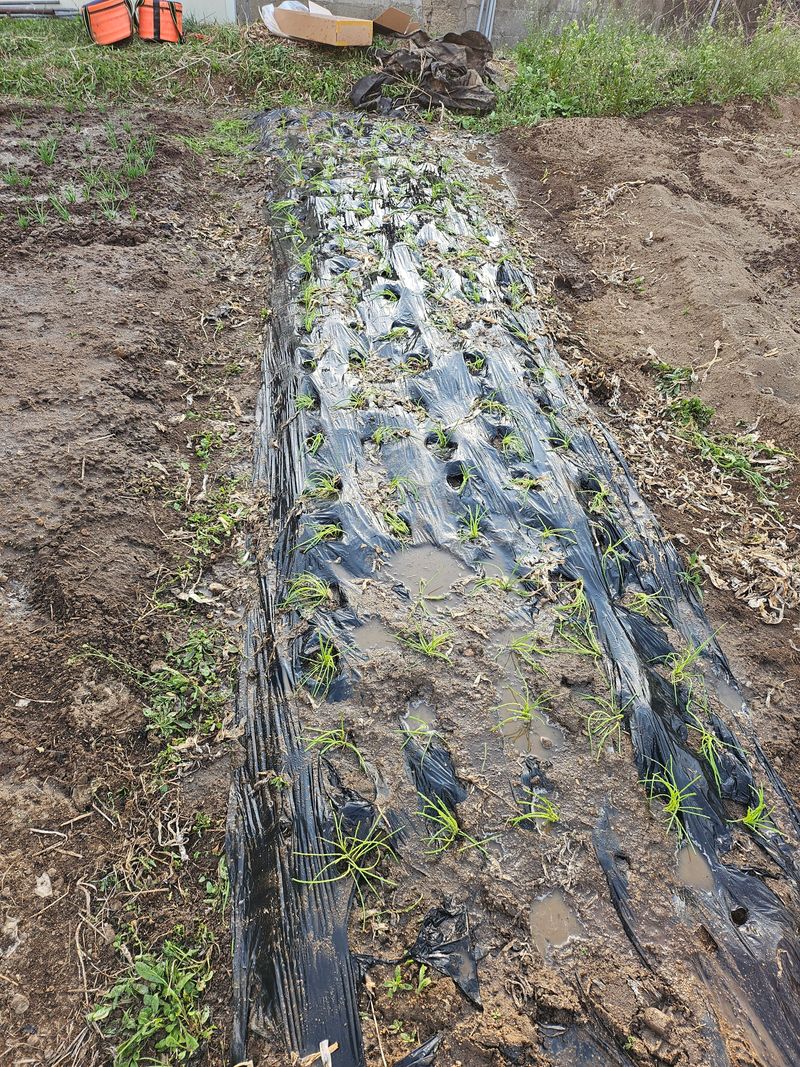 비룡이님의 장터 구매 후기 썸네일