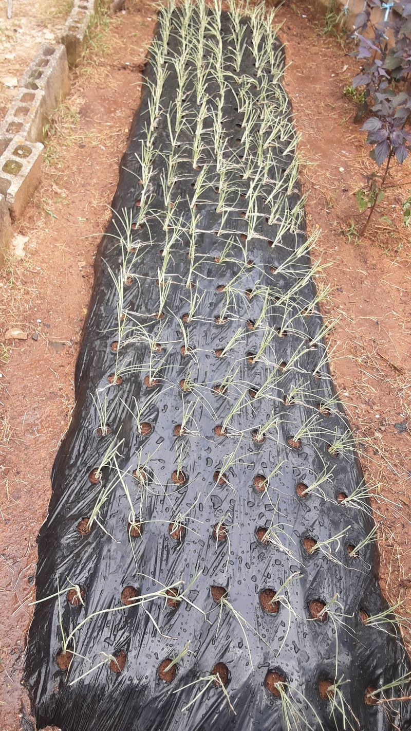 옥수수1071님의 장터 구매 후기 썸네일