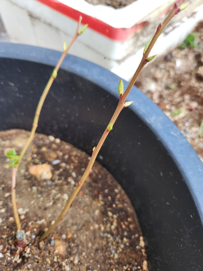 배순녀님의 장터 구매 후기 썸네일