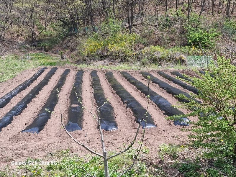 의성촌놈님의 장터 구매 후기 썸네일