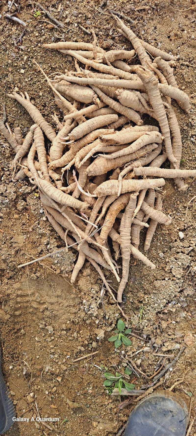 이명신님의 장터 구매 후기 썸네일