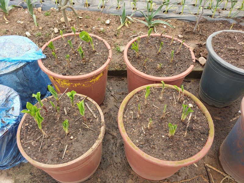 이상선님의 장터 구매 후기 썸네일