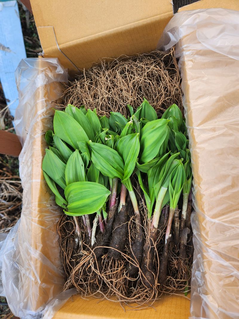 베로니카님의 장터 구매 후기 썸네일