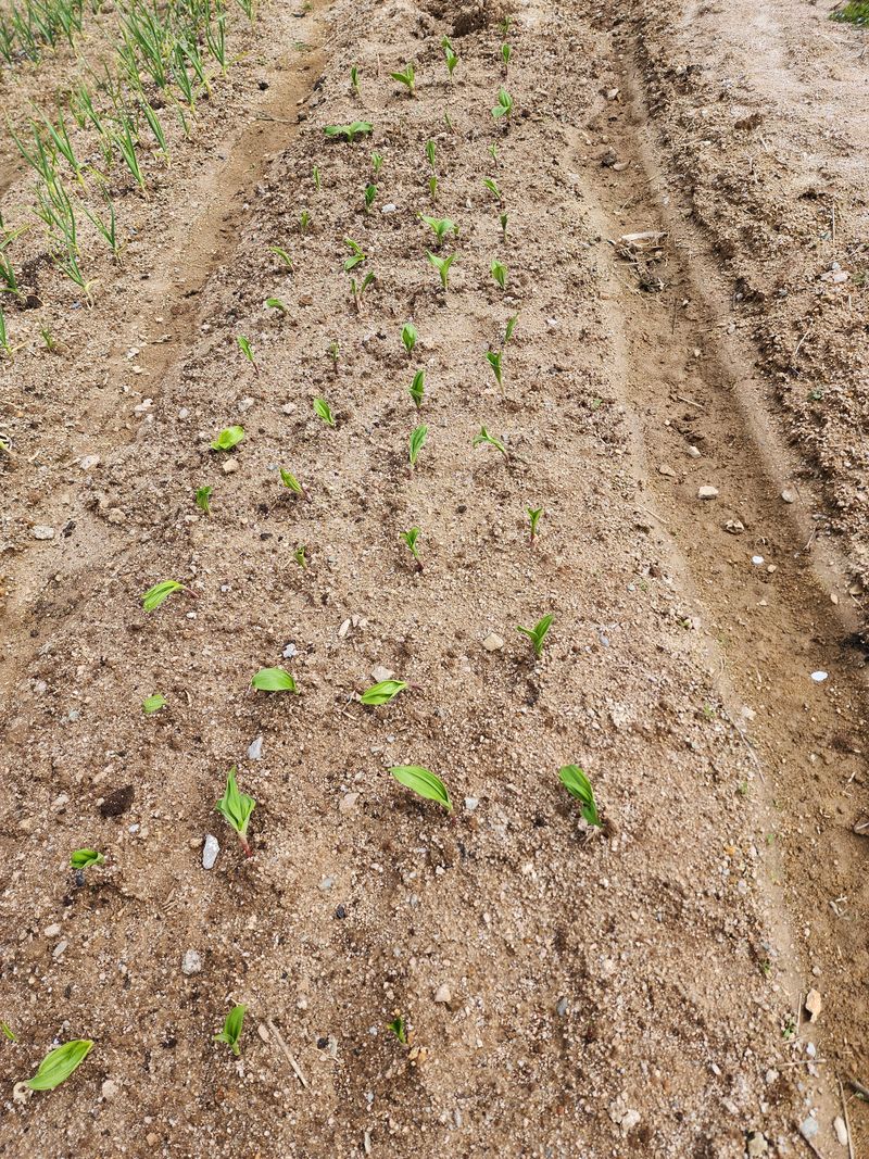 거문고님의 장터 구매 후기 썸네일