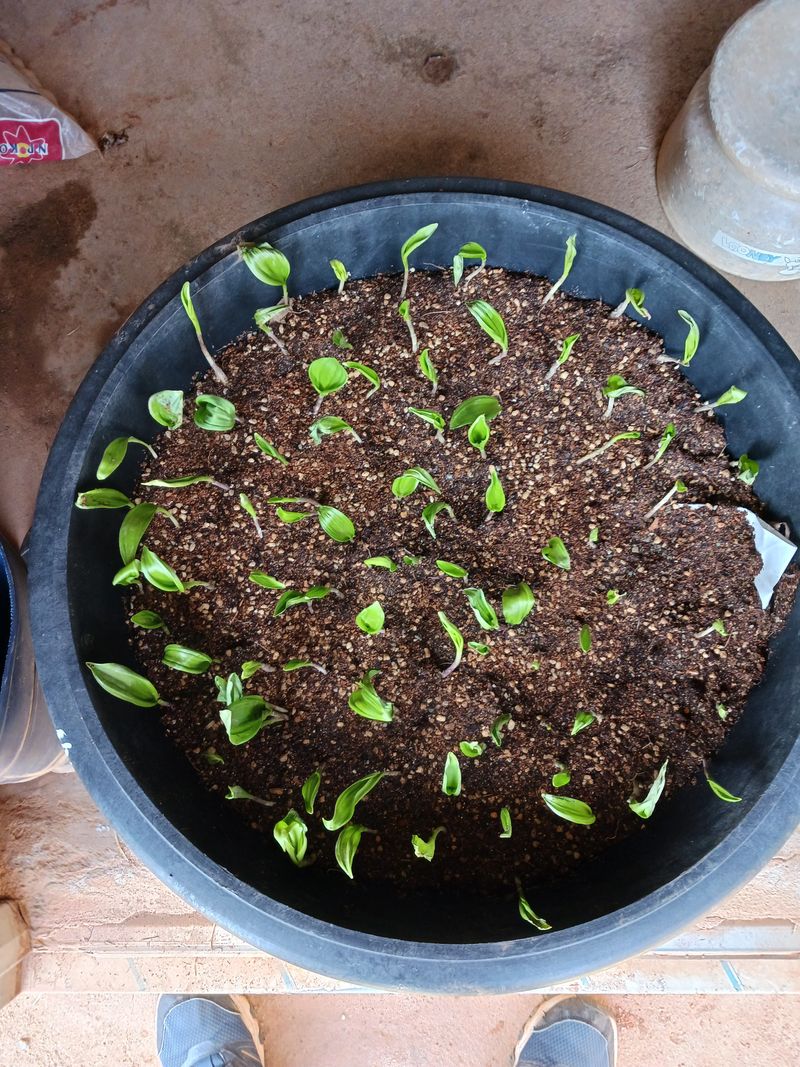 공호상님의 장터 구매 후기 썸네일