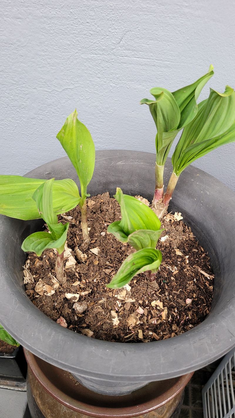 우경농원님의 장터 구매 후기 썸네일