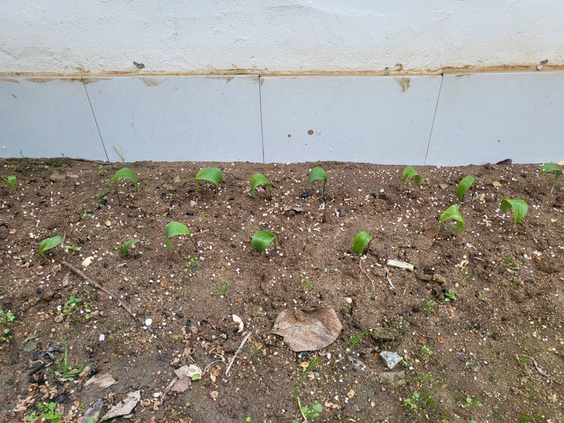 김영철님의 장터 구매 후기 썸네일