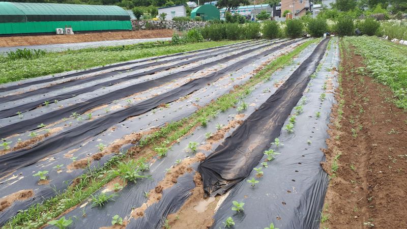 오정식님의 장터 구매 후기 썸네일